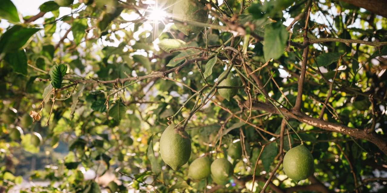 Green Lemons Add a Splash of Citrus to Your Cooking