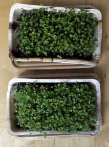 Broccoli microgreens